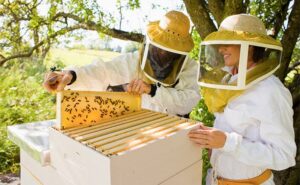 Під час серпневих свят Держпраці нагадало роботодавцям про вимоги безпеки праці у бджільництві