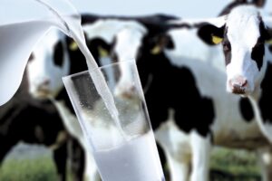 Щодо правомірності безоплатного надання працівникам молока